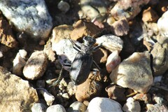 Cicindela nebraskana