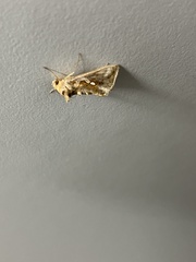 Chrysodeixis eriosoma