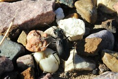 Cicindela nebraskana