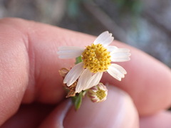 Perityle coronopifolia