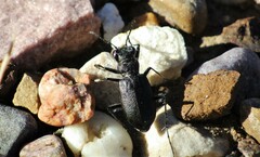 Cicindela nebraskana