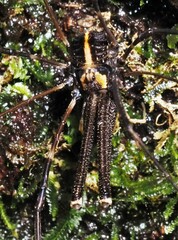 Forsteropsalis pureora