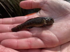 Gobiomorphus breviceps