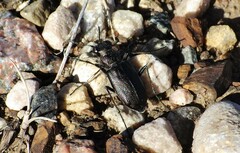 Cicindela nebraskana