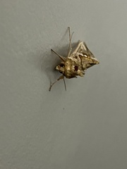 Chrysodeixis eriosoma