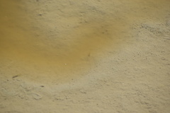 Actinopterygii