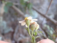 Perityle coronopifolia