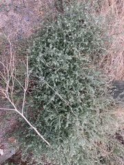Salsola kali
