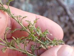 Perityle coronopifolia