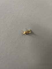 Chrysodeixis eriosoma