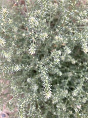 Salsola kali