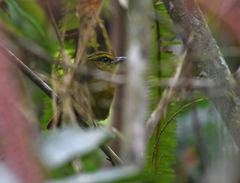 Sphenopsis frontalis
