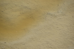 Actinopterygii