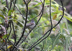 Mecocerculus leucophrys