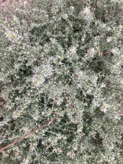 Salsola kali