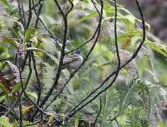 Mecocerculus leucophrys