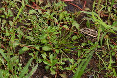 Eleocharis