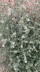 Salsola kali