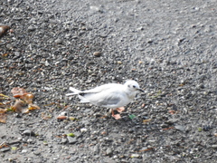 Chroicocephalus philadelphia