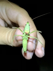Neoconocephalus nebrascensis
