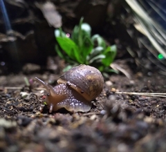 Cornu aspersum