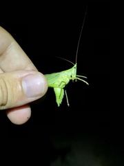 Neoconocephalus nebrascensis