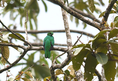 Pharomachrus antisianus