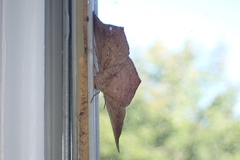 Prochoerodes lineola