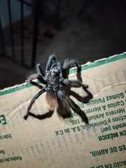 Theraphosinae