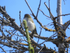 Vireo olivaceus