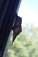 Prochoerodes lineola