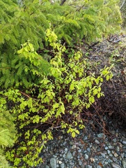 Amelanchier alnifolia