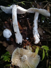 Phalloideae