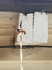 Polistes rubiginosus