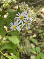Aster ageratoides