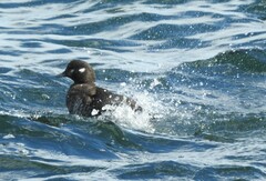 Histrionicus histrionicus