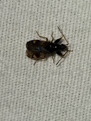 Pseudopamera nitidula