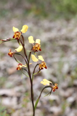 Diuris corymbosa