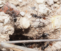 Myrmecocystus melliger