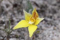 Caladenia flava flava