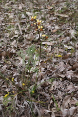 Diuris corymbosa