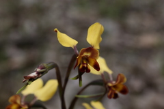 Diuris corymbosa