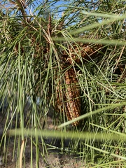 Pinus attenuata