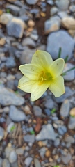Zephyranthes concolor