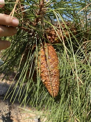 Pinus attenuata