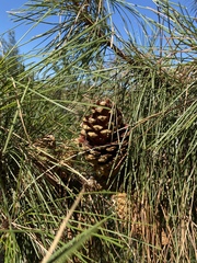 Pinus attenuata