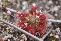 Drosera patens