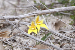 Caladenia flava flava