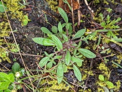 Phacelia leptosepala