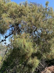 Pinus attenuata